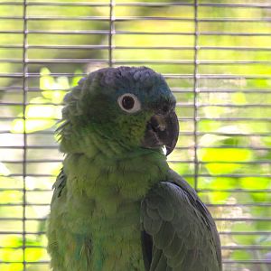 Guatemalan Northern Mealy Amazon