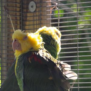 Yellow-headed Amazons