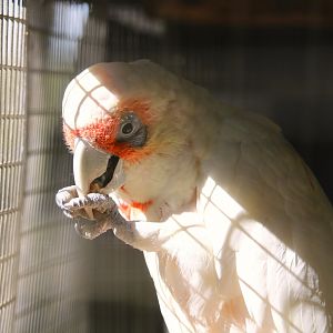 Long-billed Corella
