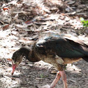 Southern Spur-winged Goose