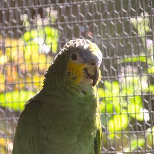 Orange-winged Amazon