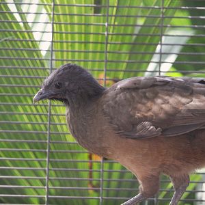 Plain Chachalaca