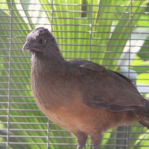Plain Chachalaca