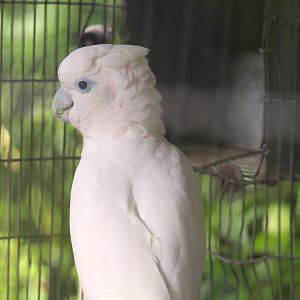Ducorps' Cockatoo