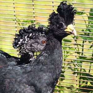 Great Curassow