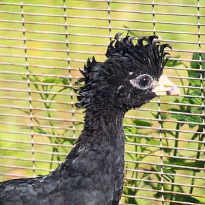 Great Curassow