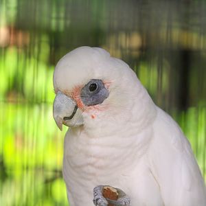 Little Corella