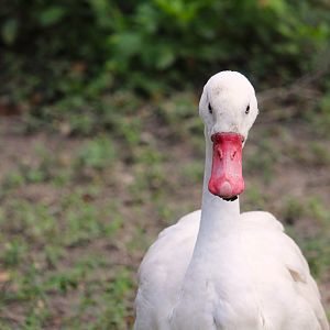 Coscoroba Swan