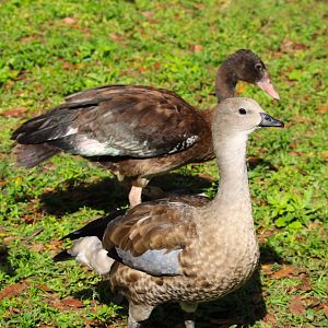 Blue-winged Goose