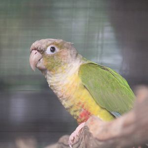 Green-cheeked Parakeet
