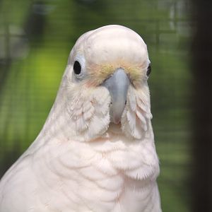 Tanimbar Corella