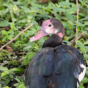 Northern Spur-winged Goose