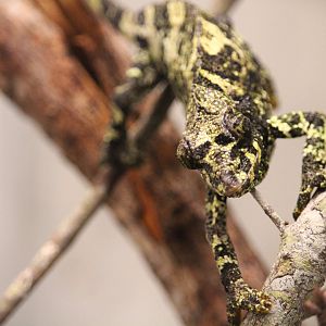 Yellow-crested Jackson's Chameleon