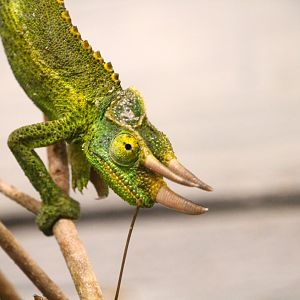 Yellow-crested Jackson's Chameleon