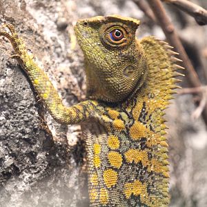 Chameleon Forest Dragon