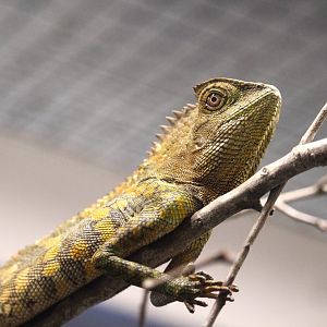 Chameleon Forest Dragon