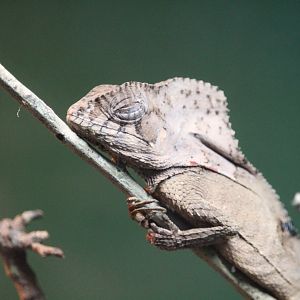 Helmeted Iguana