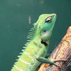 Common Green Forest Lizard
