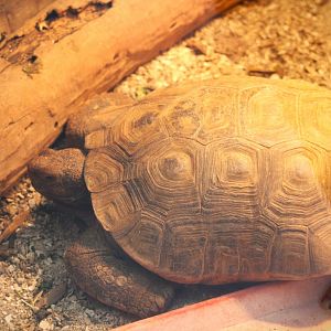 Sonoran Desert Tortoise