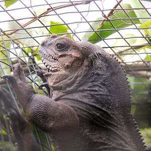 Rhinoceros Iguana