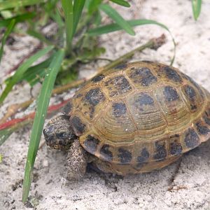 Russian Tortoise