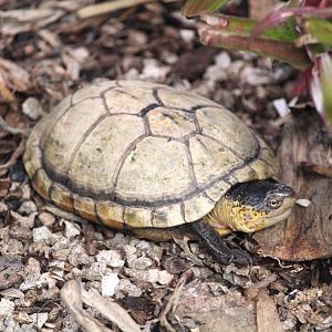 Oaxaca Mud Turtle