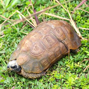 Forest Hinge-back Tortoise