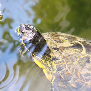 Yellow-bellied Slider