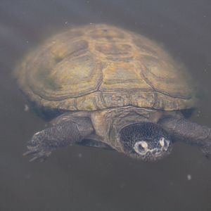 West African Mud Turtle