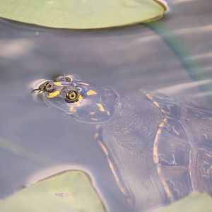 Yellow-spotted Amazon River Turtle