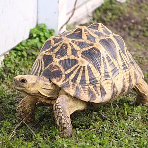 Burmese Star Tortoise