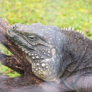 Blue x Cuban Iguana