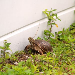 Plains Box Turtle