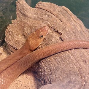 Baja California Rat Snake (Bogertophis rosaliae)