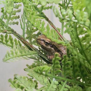 Baja California Chorus Frog (Pseudacris hypochondriaca)