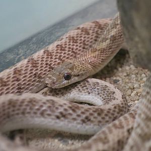California Glossy Snake (Arizona elegans occidentalis)