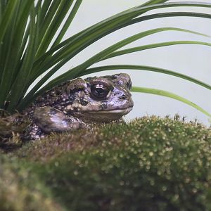 Western Toad (Anaxyrus boreas)