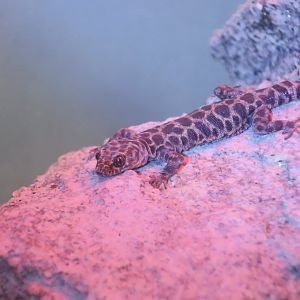 Granite Night Lizard (Xantusia henshawi)