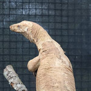 Two-striped Water Monitor