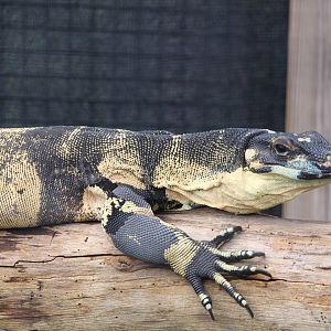 Lace Monitor