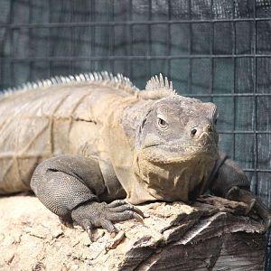 Ricord's Rock Iguana
