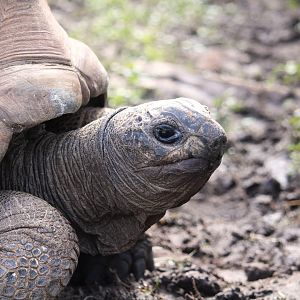 Aldabra Giant Tortoise