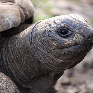Aldabra Giant Tortoise