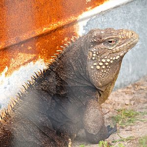Lesser Caymans Iguana