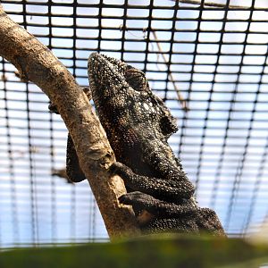 Oustalet's Chameleon