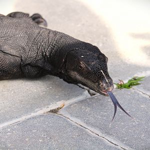 Southeast Asian Water Monitor