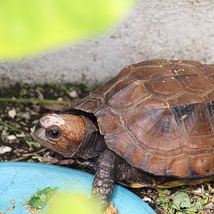 Southern Keeled Box Turtle
