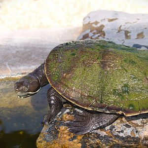 Macquarie Turtle