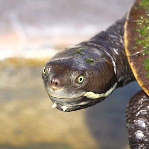 Macquarie Turtle