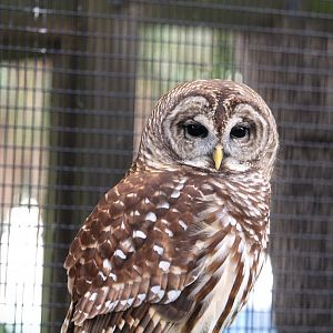 Florida Barred Owl